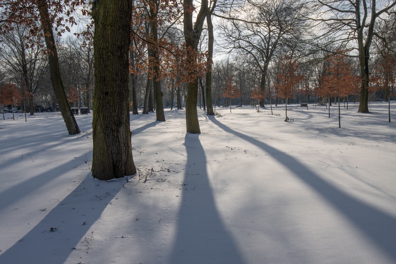 Buchen im Gegenlicht 