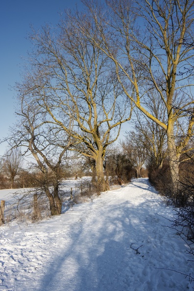 Wanderweg in der Rheinaue im Winter weg_3228.jpg