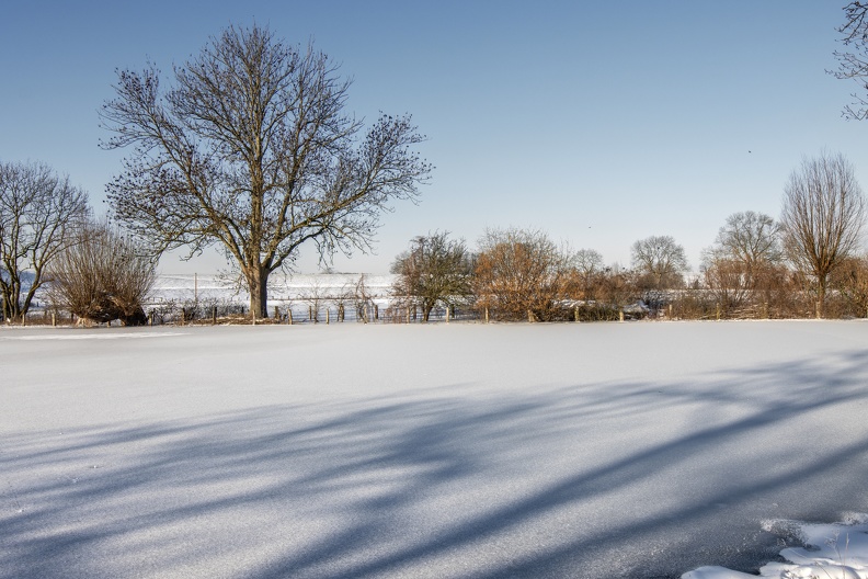 Hecke im Winter