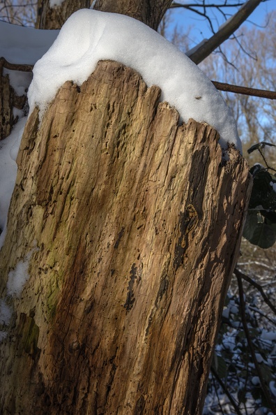 baumstamm_schneehaube_3358.jpg