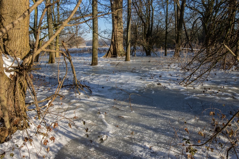 Blick auf die zugefrorene Wasserfläche mit Buchenbestand eingefroren_3201.jpg
