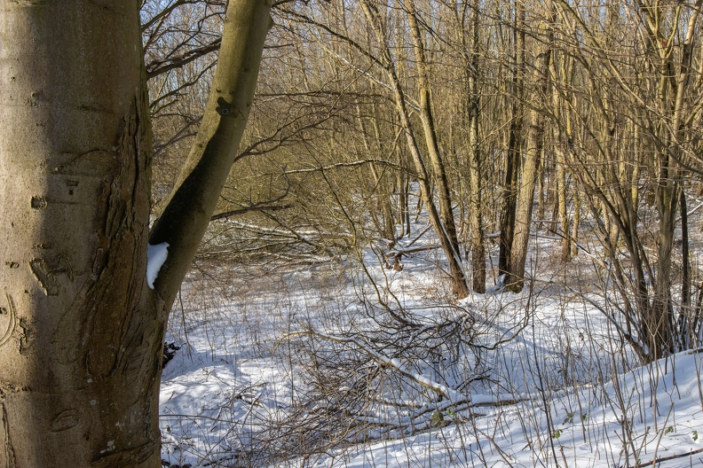 Erlenbruchwald