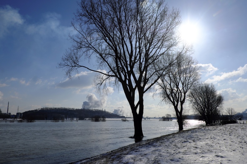 Baumreihe im Wasser