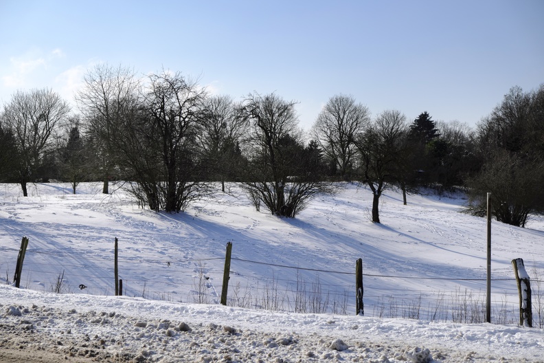 Weisse Pferdewiese