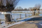 Eyländer Weg (1453 visits) Drei Kopfweiden am Eyländerweg mit Eiskragen Eyländer Weg