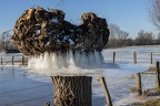 Eiskragen (1146 visits) Kopfweide mit Eiskragen,die Form und Struktur der Eisgebilde ist sehr vielfältig Eiskragen