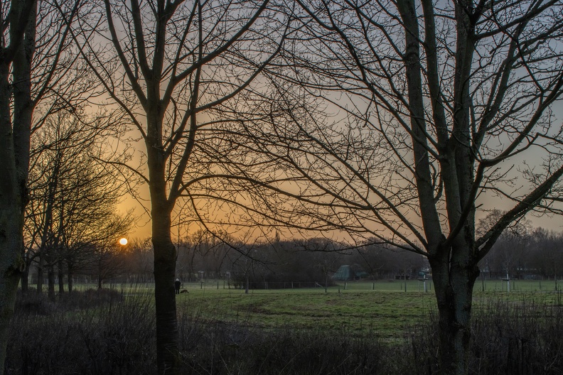 Bäume bei Sonnenaufgang