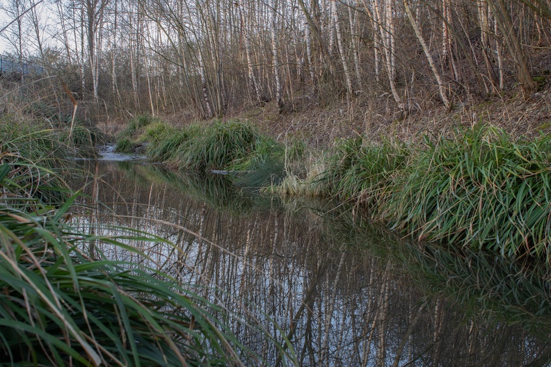 Renaturierte alte Emscher mit Birken am Ufer renaturierte_emscher_5125.jpg