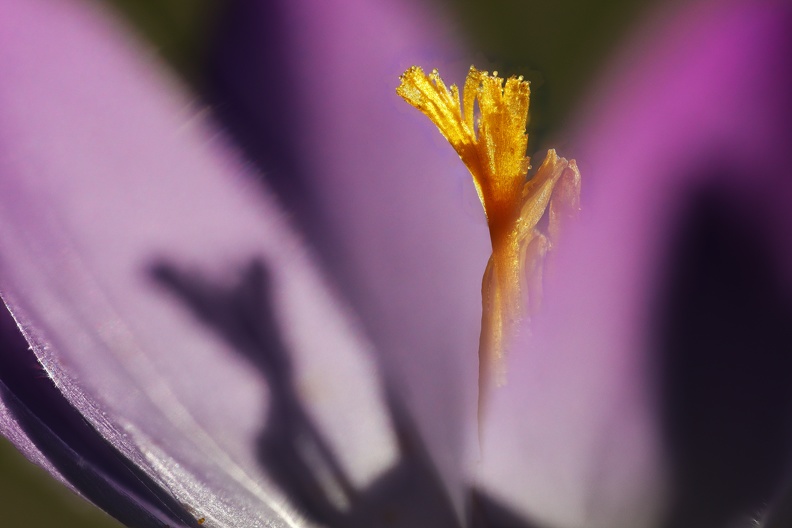 Krokusblüte