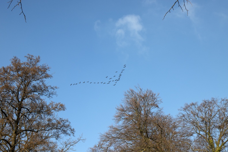 Blässgänse fliegen in V-Formation über dem Schloßpark,jetzt Anfang März beginnt der Zug in die russischen Brutgebiete blg_schlosspark_5752.jpg