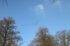 Blässgänse