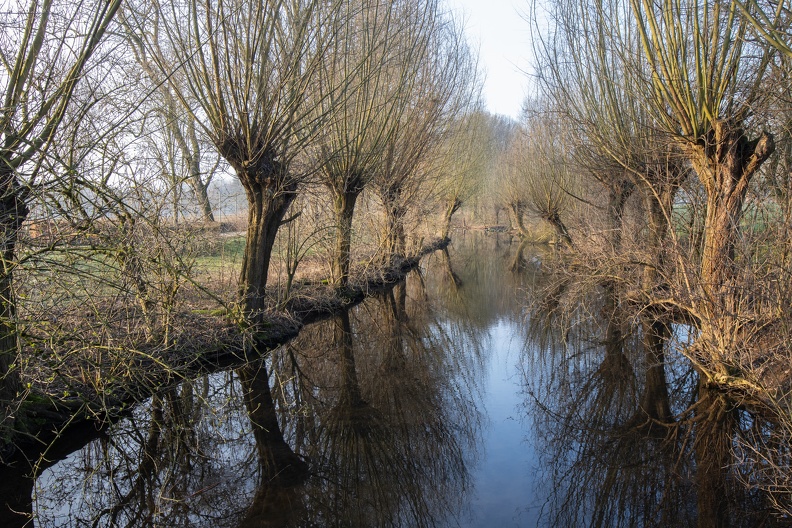 Kopfbäume am Morgen