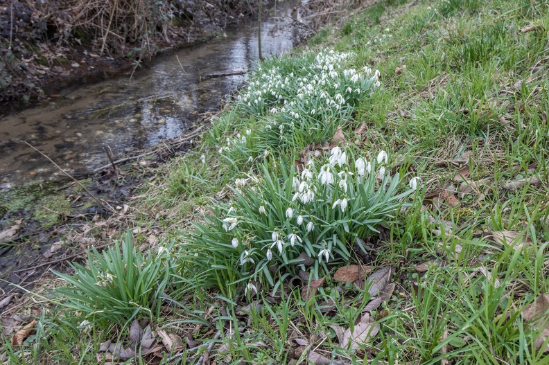 Schneeglöckchen am Aubruchkanal schneegloeckchen_aubergkanal_5844.jpg