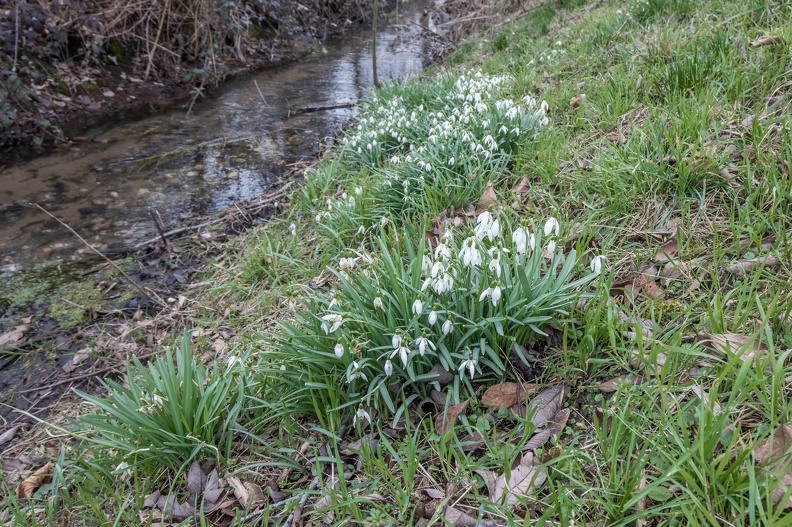 Schneeglöckchen