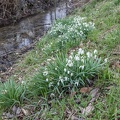 schneegloeckchen_aubergkanal_5844.jpg