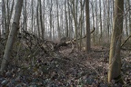 Waldstück am Aubruchkanal