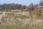 Bäume und Schilf