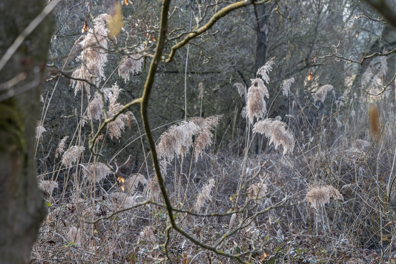 Schilfbestand