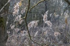Schilfbestand