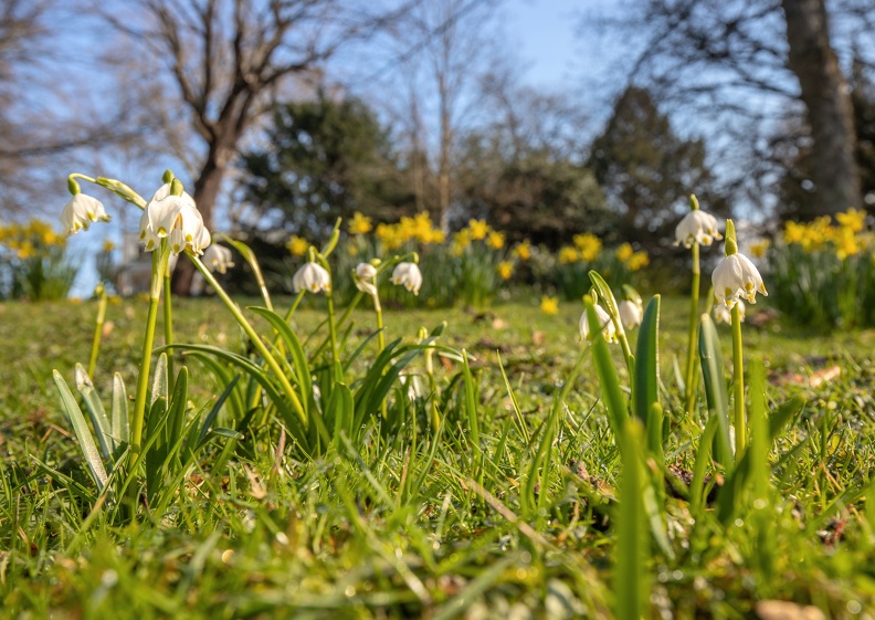 Frühlings Knotenblume