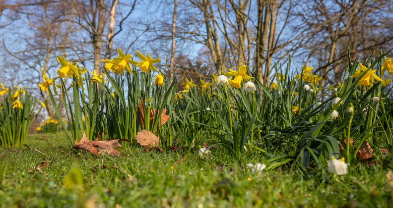 Narzissen und Märzenbecher