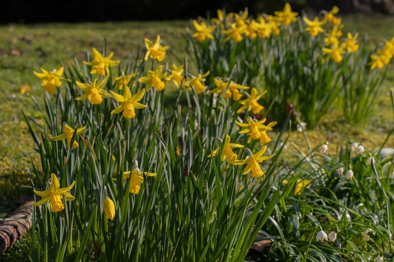 Narzissen 