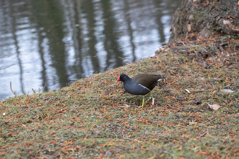 teichhuhn_schlosspark_4040.jpg