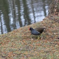 teichhuhn_schlosspark_4040.jpg