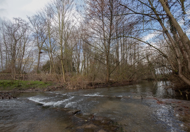 Der Moersbach fließt durch den Jungbornpark,am Ufer ein Erlenbestand jungbornpark_moersbach_repelen_4113.jpg