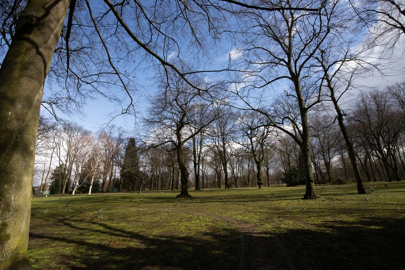 Bäume im Jungbornpark