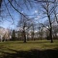 Bäume im Jungbornpark