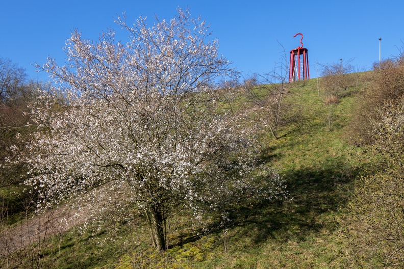 Weißdorn am Geleucht