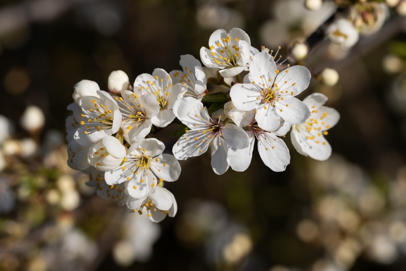 Frühlingsblüten