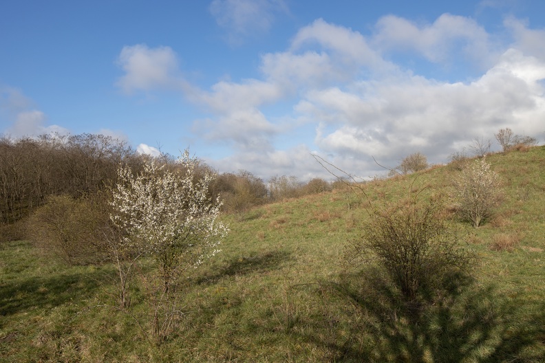 Wald auf der Halde Rheinpreußen