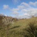 Wald auf der Halde Rheinpreußen