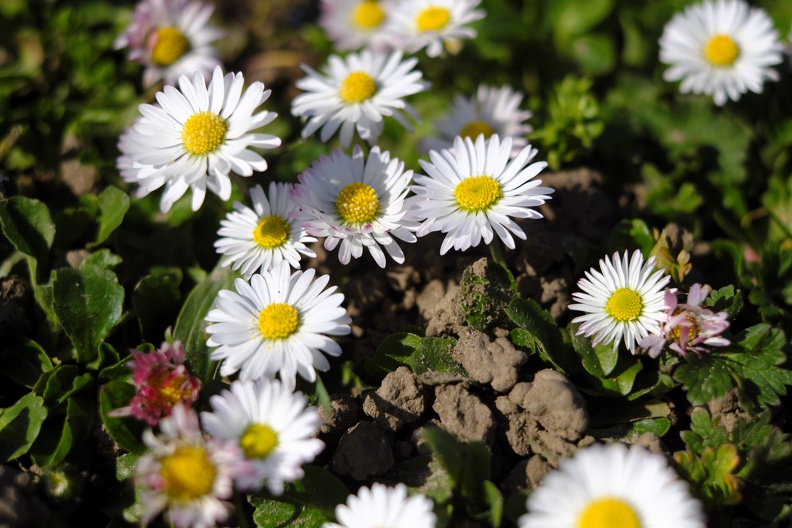 Gänseblümchen