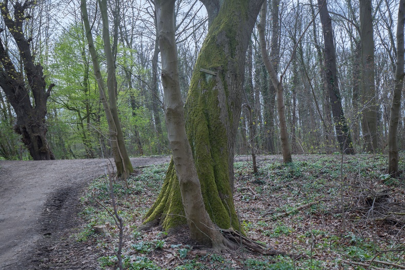 Wald im Frühling