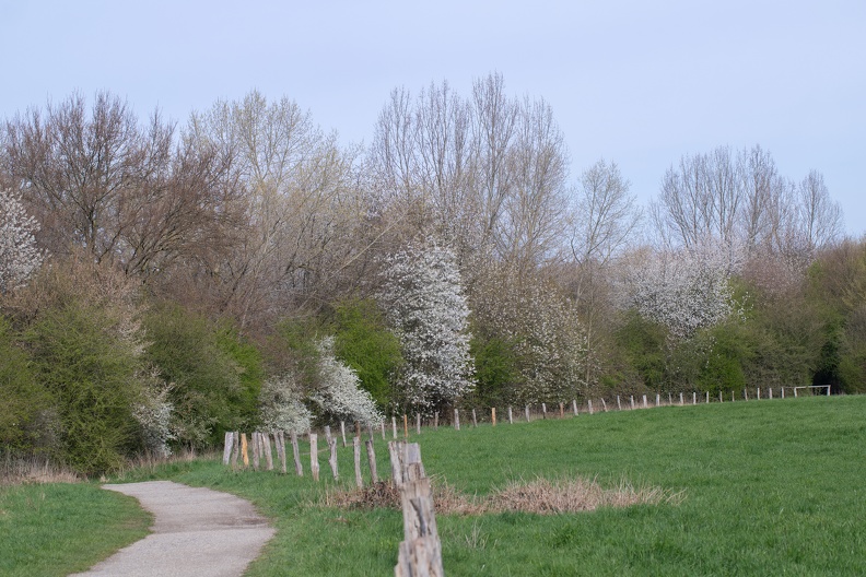 Ein schöner Teil des Niederrheinweges führt zwischen den Stadtteilen Moers-Utfort und dem Jungbornpark in Repelen an Wiesen und blühnenden Bäumen am Moersbach entlang wanderweg_utfort_4331.jpg