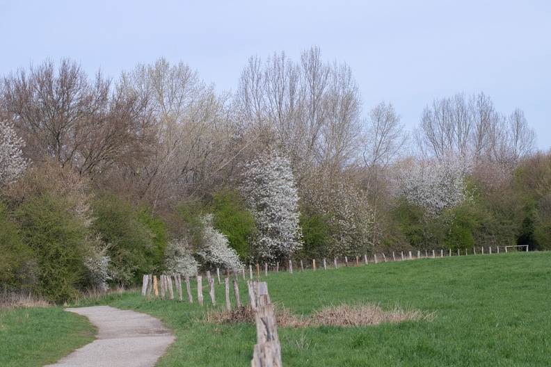 Steinkohleweg im Frühling