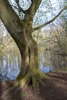 Buche am Wanderweg