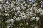 Kirschblüte