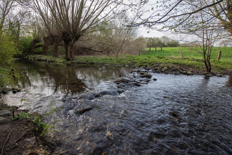 Kopfweiden am Bach