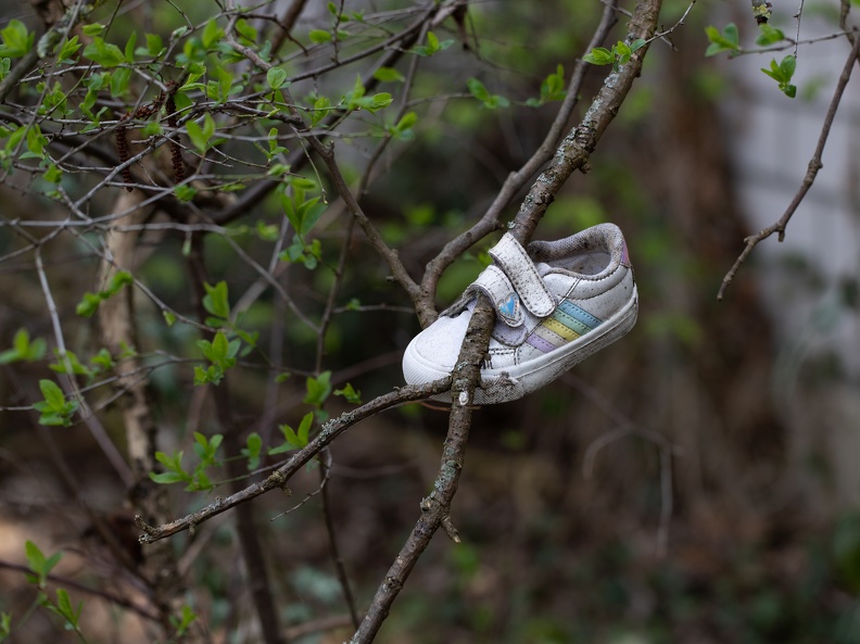 schuh_im_baum_4325.jpg