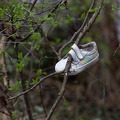 Schuh im Baum 