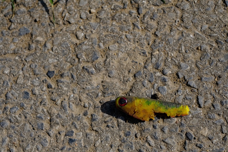 Fisch auf dem Trockenen