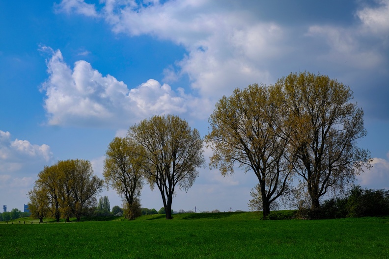 Baumreihe im Frühling