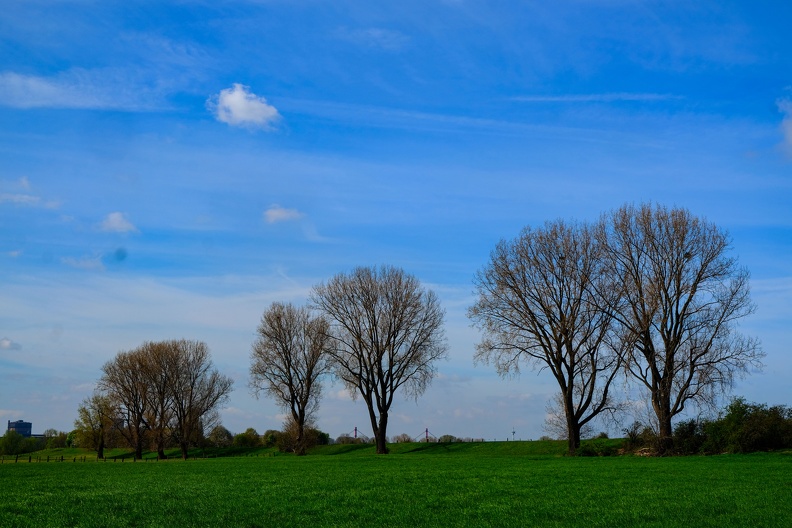 Baumreihe bei blauem Himmel
