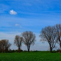 Baumreihe bei blauem Himmel