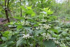 Brennnesselblüte