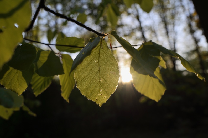 Buchenblätter im Gegenlicht